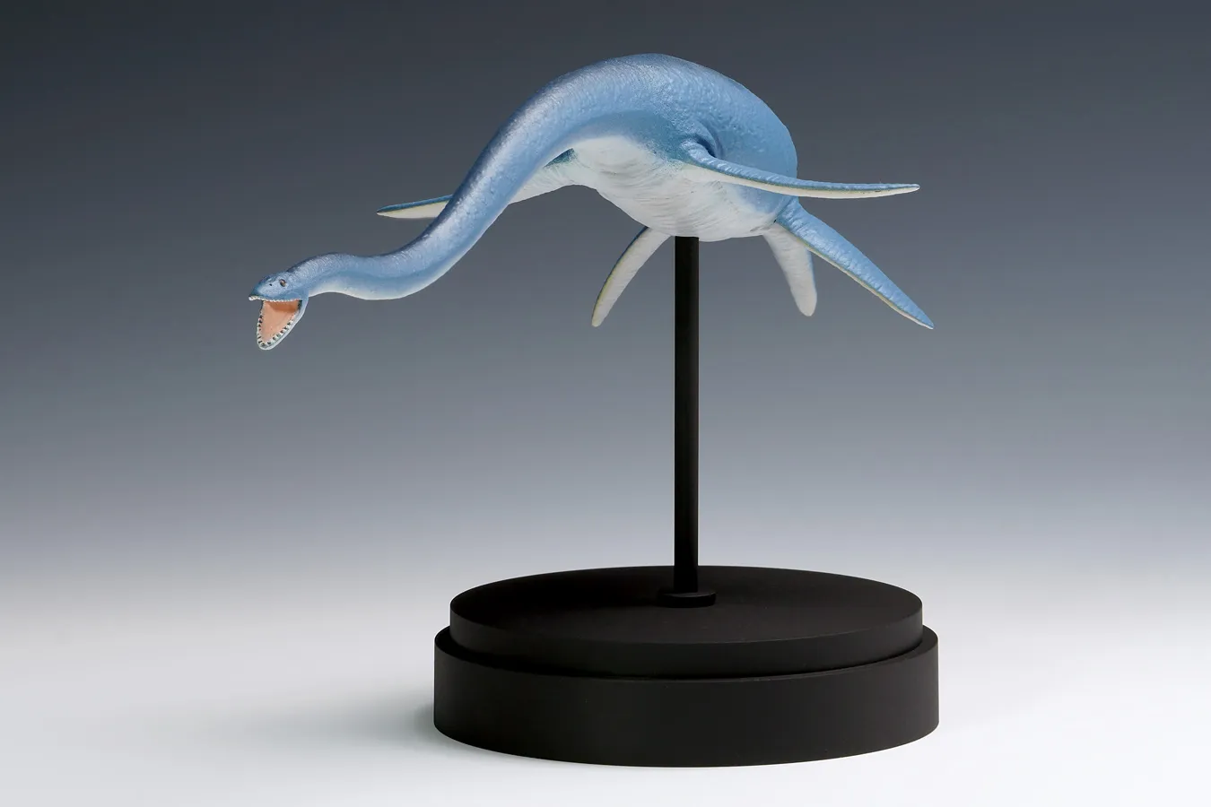 E*s様 激レア　美品　熊本県産　マボロシリュウグウボタル 激レア 欠けアリ 熊本県産 マボロシリュウグウボタル - メルカリ